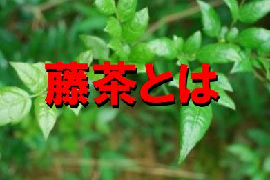 藤茶とは